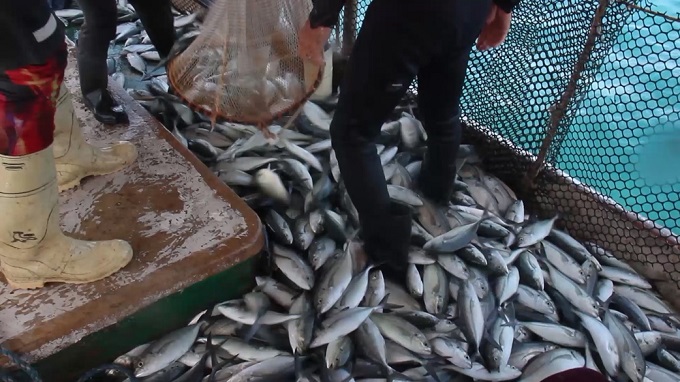 Desarrollan la pesca de la cojinúa en #Manatí pese a limitaciones de combustibles