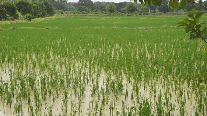 Incentivan la producción de alimentos en el sur de Las Tunas