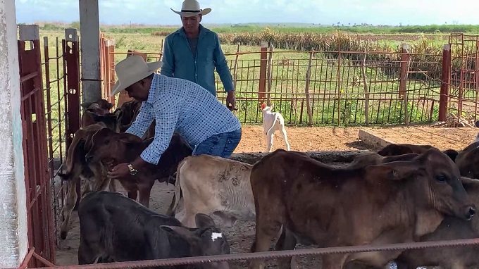 Impulsa proyecto de desarrollo local transformación ganadera en Las Tunas