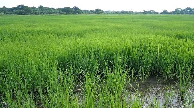 Avanza producción arrocera en el municipio de Amancio